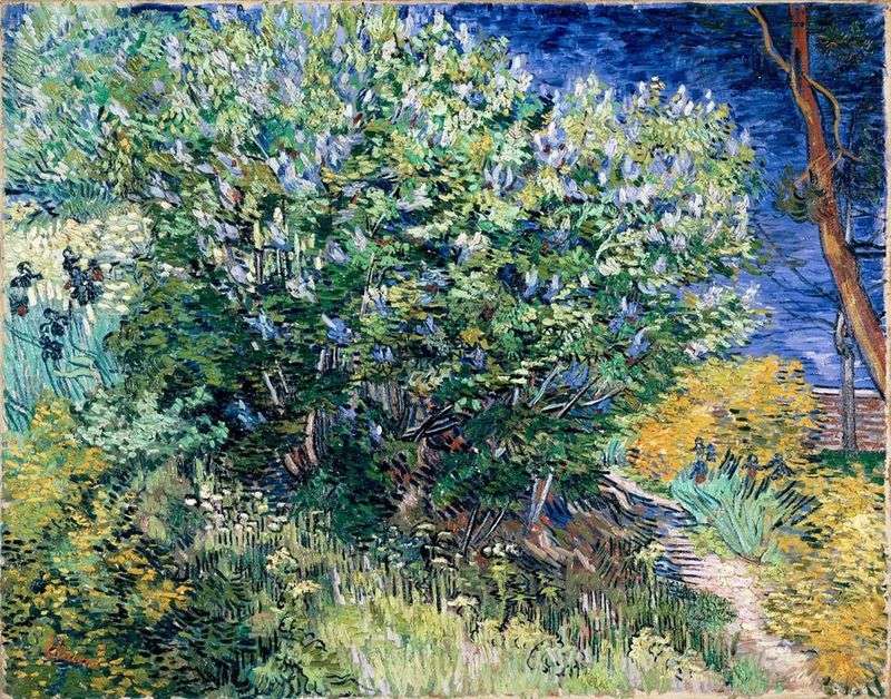 Bush lilla   Vincent Van Gogh