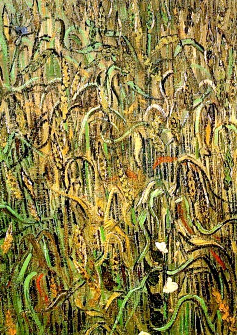 Spighe di grano   Vincent Van Gogh