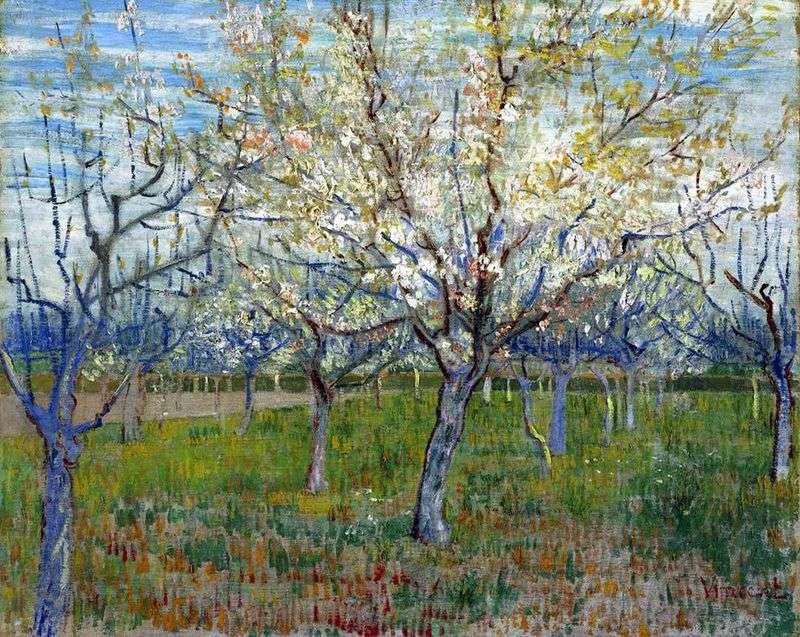 Frutteto con albicocche fiorite   Vincent Van Gogh