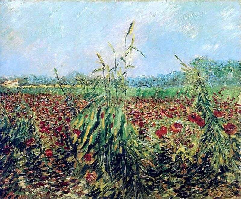 Spighe verdi di grano   Vincent Van Gogh