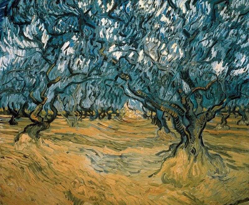 Olivi   Vincent Van Gogh