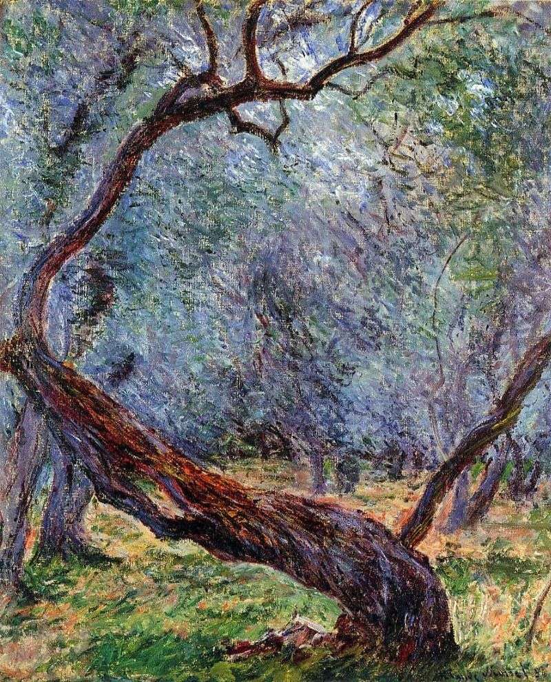 Olive Trees Studio   Claude Monet