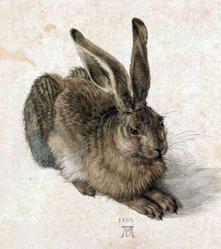 Young Bunny   Albrecht Durer